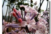 国产丁香网